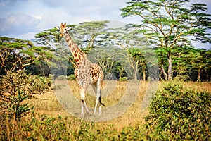 Girafe in Kenya