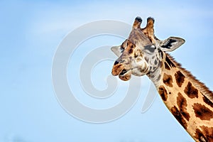 Girafe in Kenya