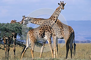 GIRAFE MASAI giraffa camelopardalis tippelskirchi