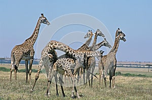 GIRAFE MASAI giraffa camelopardalis tippelskirchi