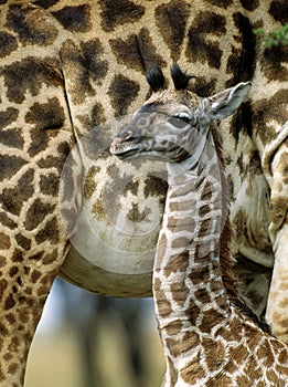 GIRAFE MASAI giraffa camelopardalis tippelskirchi