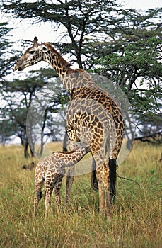 GIRAFE MASAI giraffa camelopardalis tippelskirchi