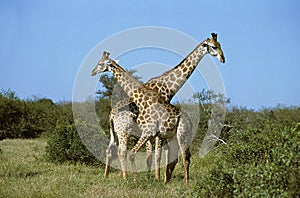 GIRAFE MASAI giraffa camelopardalis tippelskirchi