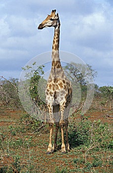 GIRAFE MASAI giraffa camelopardalis tippelskirchi