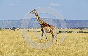 GIRAFE MASAI giraffa camelopardalis tippelskirchi