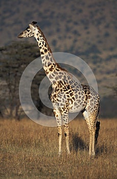 GIRAFE MASAI giraffa camelopardalis tippelskirchi