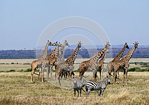 GIRAFE MASAI giraffa camelopardalis tippelskirchi photo