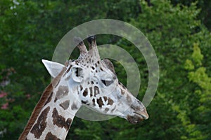 Girafe