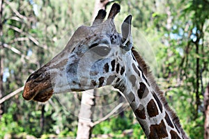 Girafe portrait