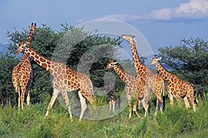 GIRAFE RETICULEE giraffa camelopardalis reticulata