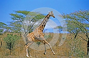 GIRAFE RETICULEE giraffa camelopardalis reticulata