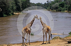 GIRAFE RETICULEE giraffa camelopardalis reticulata