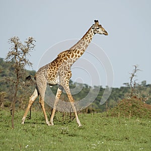 Girafe in the Serengeti