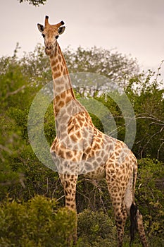 Girafes in Kruger National Park