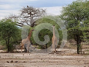 Giraff in Africa safari Tarangiri-Ngorongoro