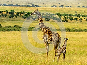 Giraff family