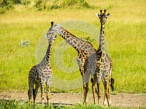 Giraff family