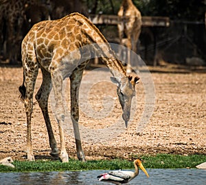 Giraff in the park