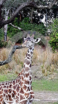Giraff in safari