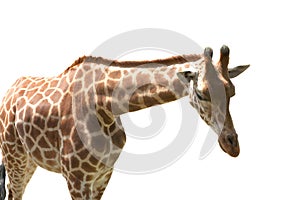 Giraff on white background, isolated