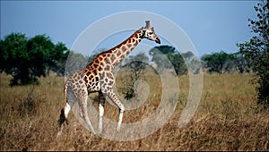 Giraffa camelopardalis. 2