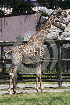 Giraffa camelopardalis