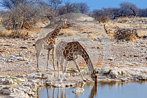 Giraffa camelopardalis drinking from waterhole in Etosha national Park