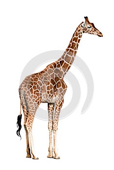 Giraffa camelopardalis isolated