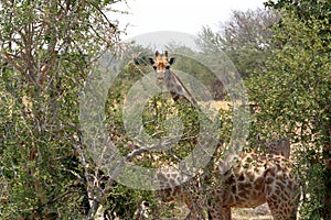 Giraffa camelopardalis in national park, Hwankee