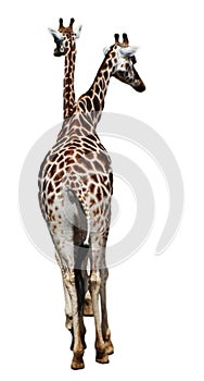 GIRAFFA CAMELOPARDALIS ROTHSCHILDI