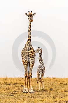 Standing Tall - Massai Giraffe Mother & newborn calf in grasslands of Massai Mara National Reserve, Kenya. Portrait view.