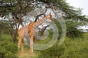 A giraffa eats the leaves of the acacia tree