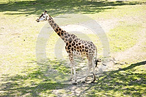 Giraffa is a genus of African even-toed ungulate mammals