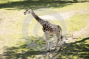Giraffa is a genus of African even-toed ungulate mammals