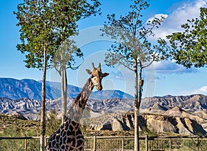 Giraffa, Giraffa camelopardalis in Tabernas desert, Andalusia, Spain