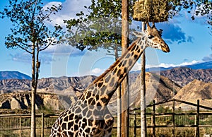 Giraffa, Giraffa camelopardalis in Tabernas desert, Andalusia, Spain