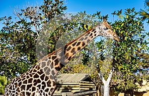 Giraffa, Giraffa camelopardalis in Tabernas desert, Andalusia, Spain