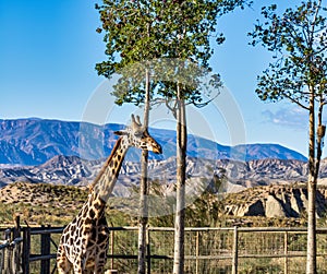 Giraffa, Giraffa camelopardalis in Tabernas desert, Andalusia, Spain