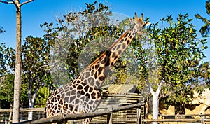 Giraffa, Giraffa camelopardalis in Tabernas desert, Andalusia, Spain