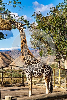 Giraffa, Giraffa camelopardalis in Tabernas desert, Andalusia, Spain