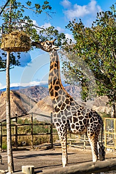 Giraffa, Giraffa camelopardalis in Tabernas desert, Andalusia, Spain