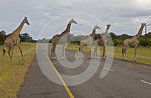 Giraffas on the road photo