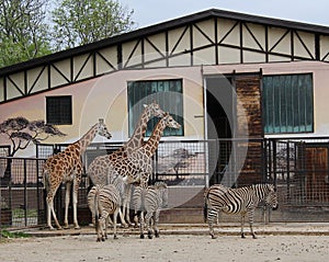 Žirafy a zebry v ZOO Bratislava