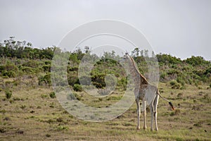 Giraffe 1, South Africa