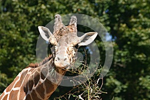 Giraffe 10