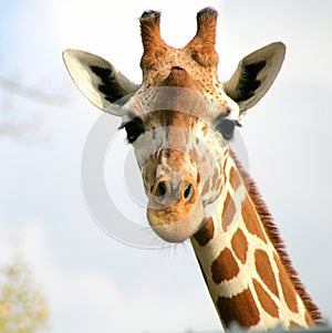 A giraffe