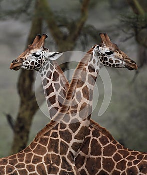 Giraffe