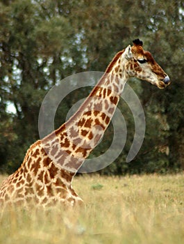Giraffe