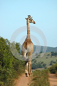 Giraffe