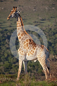 Giraffe